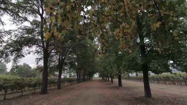 Árboles altos en el camino del campo — Vídeos de Stock