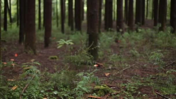 Schuifregelaar schot in het forest — Stockvideo