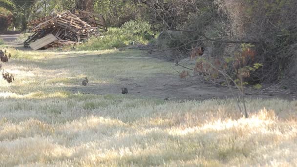 Kaninchen im hohen Gras — Stockvideo