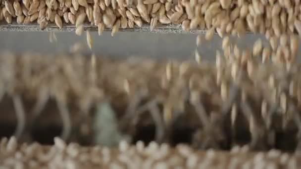 Кукурузные ядра — стоковое видео