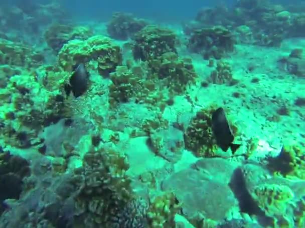 Buceo bajo el agua — Vídeo de stock