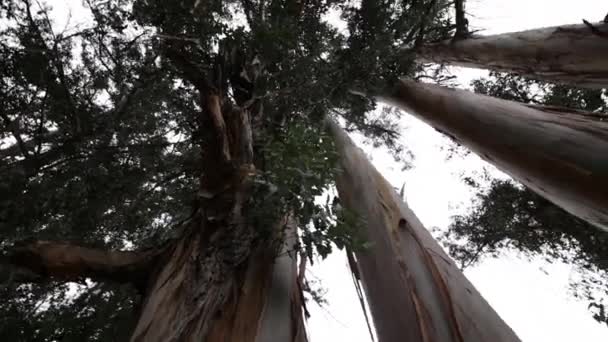 Vue sur les arbres élevés 