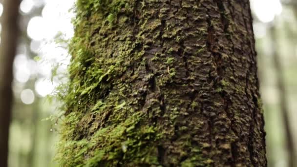 큰 나무의 줄기 — 비디오