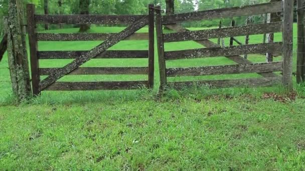 Wooden fence in forest — Stock Video