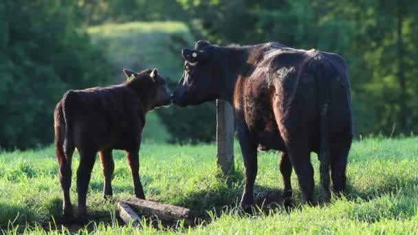Коровы на поле — стоковое видео