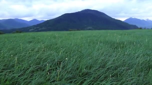 緑の草原の丘 — ストック動画