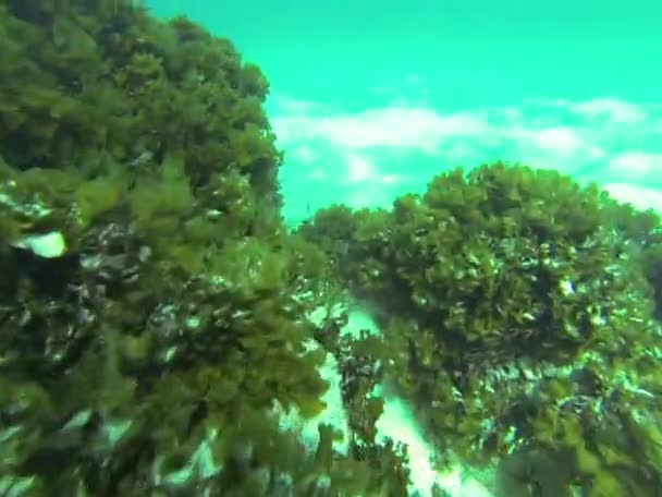 Menyelam di bawah air — Stok Video