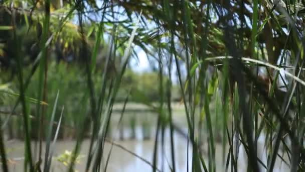 Groen gras op laguna achtergrond — Stockvideo