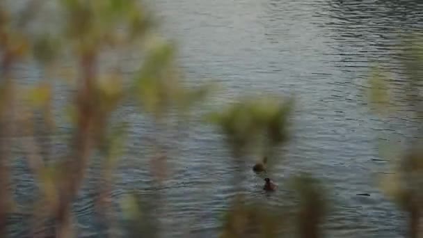 Patos nadando no lago — Vídeo de Stock