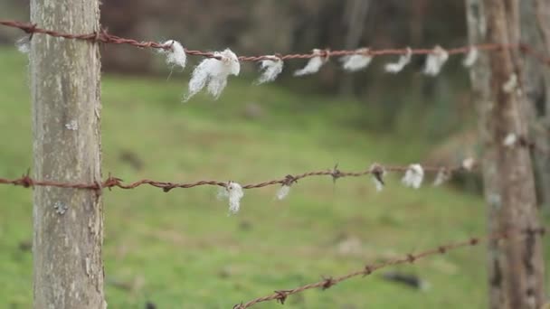 Alambre de púas con lana — Vídeos de Stock