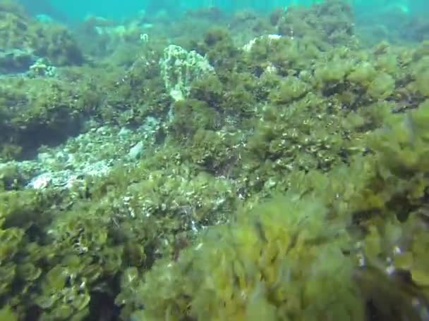 Buceo bajo el agua — Vídeo de stock