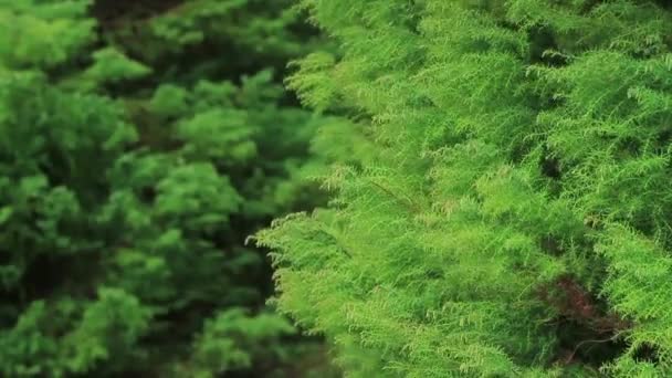 feuilles humides dans la forêt tropicale 