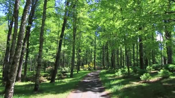 Vue d'ensemble des bois — Video