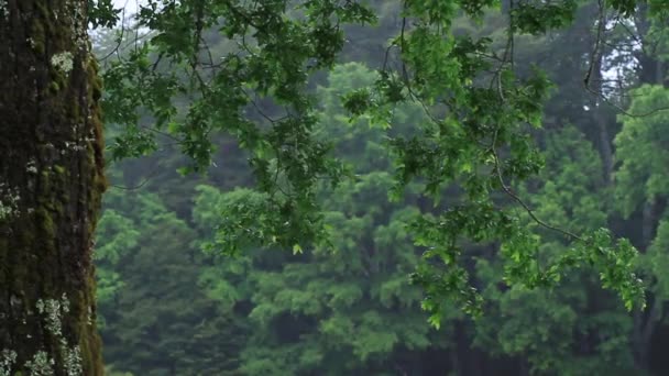 Våta löv i regnskog — Stockvideo