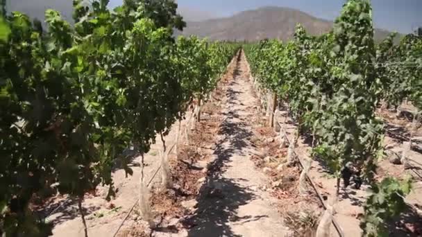 Винний виноград у каструлі — стокове відео