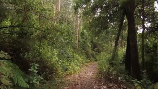 Schuifregelaar schot in het forest — Stockvideo