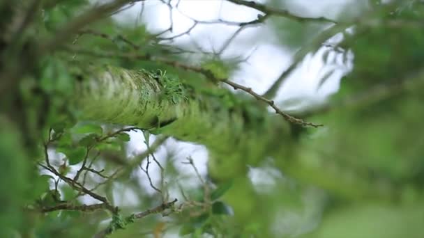 Våta löv i regnskog — Stockvideo