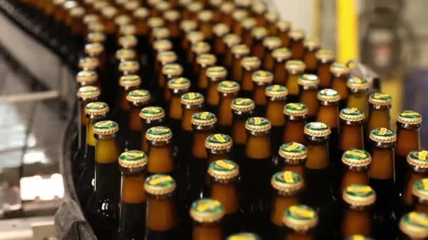 Beer bottles on conveyor belt — Stock Video