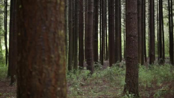 Branches d'arbres de forêt tropicale — Video