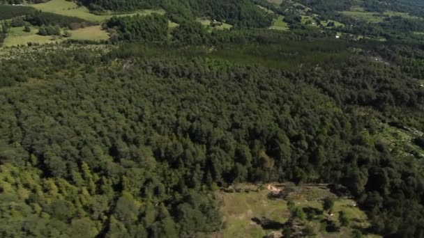 Árboles forestales en una zona rural — Vídeo de stock