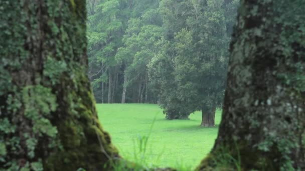 Regenachtige weide bomen — Stockvideo