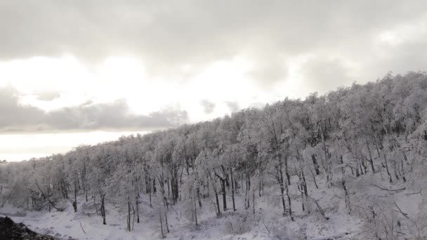 Krajobraz z drzew zimą — Wideo stockowe