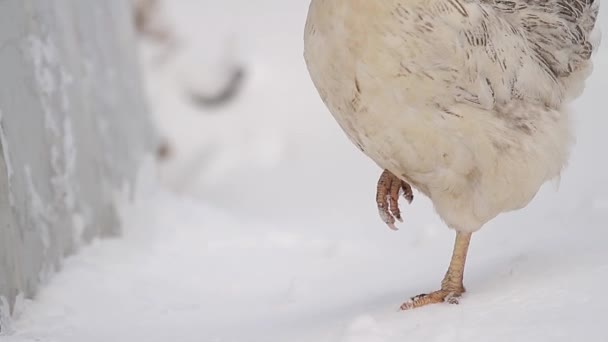 Gros plan de poule dans la neige 