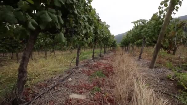 Uvas de vinho frescas — Vídeo de Stock