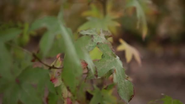 Uvas de vinificación fresca — Vídeo de stock