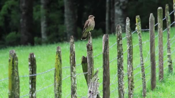 Сокол на деревянном заборе — стоковое видео