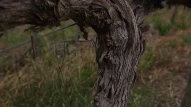 Raisins suspendus du vignoble — Video