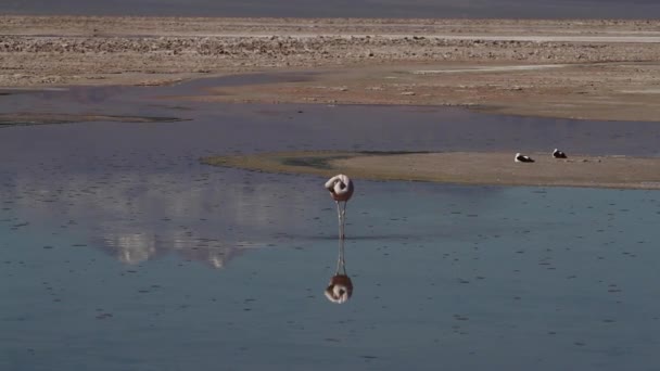 Flamencos en el lago del desierto — Vídeo de stock