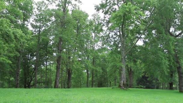 Close up de árvores na floresta — Vídeo de Stock