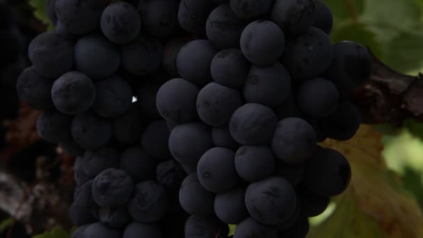 Uvas de vinho frescas — Vídeo de Stock