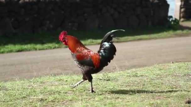 Pollo caminando sobre hierba — Vídeos de Stock