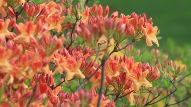 Close up van multi-gekleurde bloemen — Stockvideo