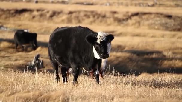 Коровы пасутся на поле — стоковое видео