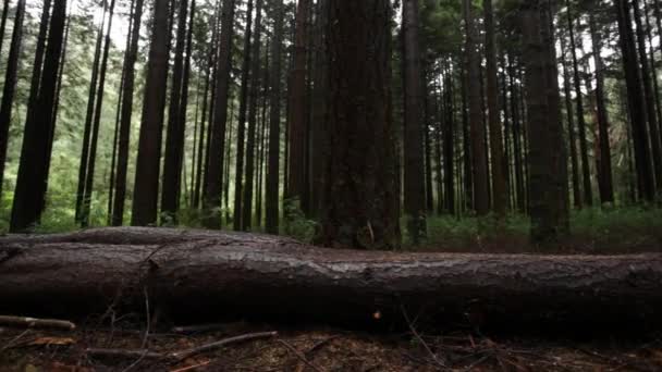 Höga träd i skogen — Stockvideo