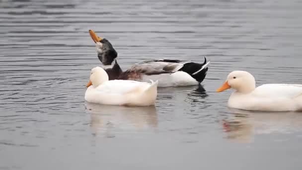 Patos nadando en el agua — Vídeos de Stock