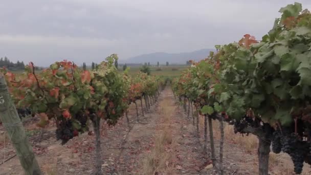 Fresh wine grapes — Stock Video