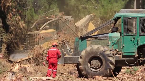 나무를 베는 삼림 기계 — 비디오