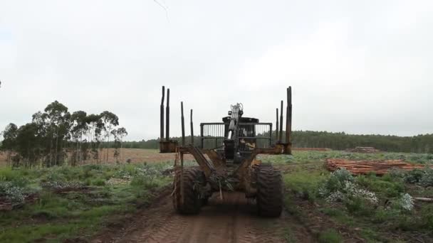 숲에서 일 하는 수확기 — 비디오