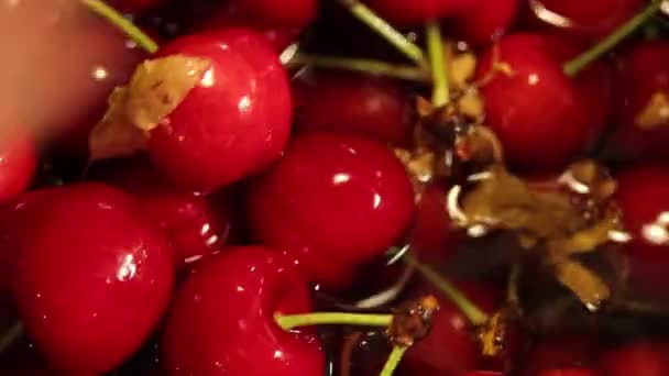 Třešně ve vodě zblízka — Stock video