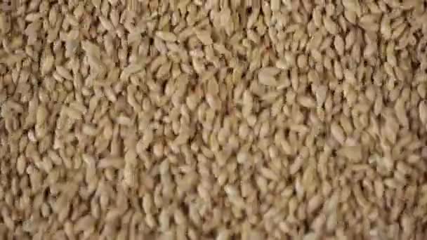 Corn kernels detail — Stock Video