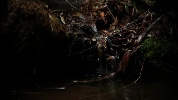 A água cai sobre folhas e raízes de árvores — Vídeo de Stock