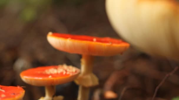 Tembakan Geser Close Mushroom Stok Rekaman