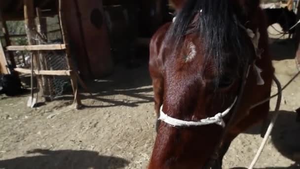 Cavalo em pé no estábulo — Vídeo de Stock