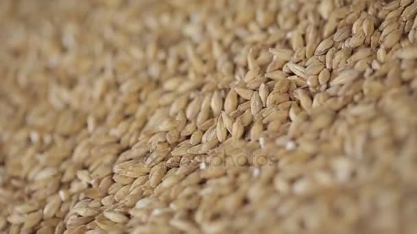 Núcleos de maíz detalle — Vídeo de stock