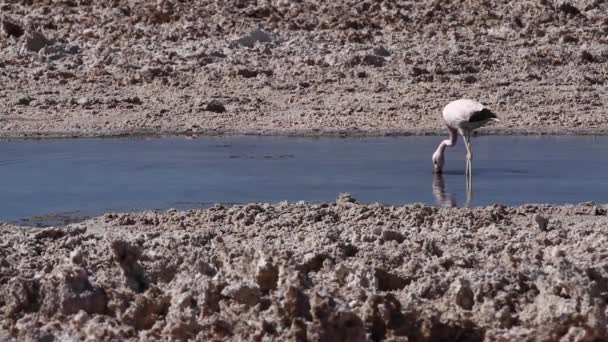 Flamingo's in de woestijn lake — Stockvideo