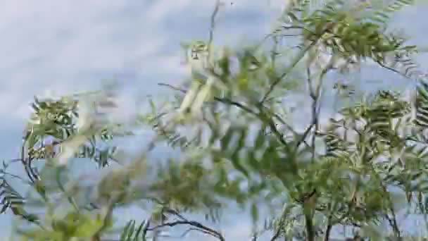 Vent balançant branches et feuilles — Video